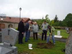 Plantation du cerisier dans le cimetière