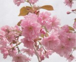 Prunus 'Hokusaï' crédit photo CCFU
